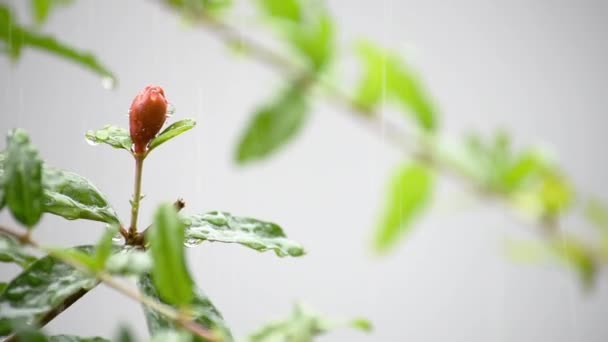Κόκκινα Άνθη Του Γρασιδένδρου Punica Στο Δέντρο Που Ταλαντεύεται Στον — Αρχείο Βίντεο
