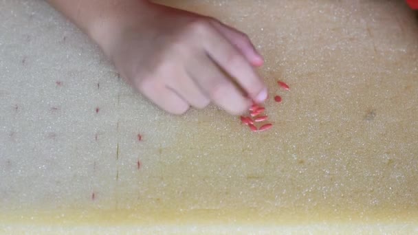 Mano Niño Recogió Una Semilla Rosa Melón Ponga Esponja Plantación — Vídeos de Stock