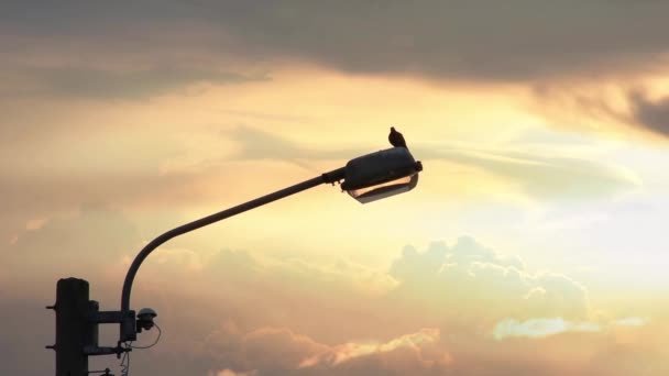 Colomba Illuminazione Stradale Sfondo Luce Del Tramonto Riflessa Con Nuvole — Video Stock