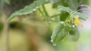 Rüzgarda sallanan su damlaları ile kavun yaprakları ve sarı çiçekleri.