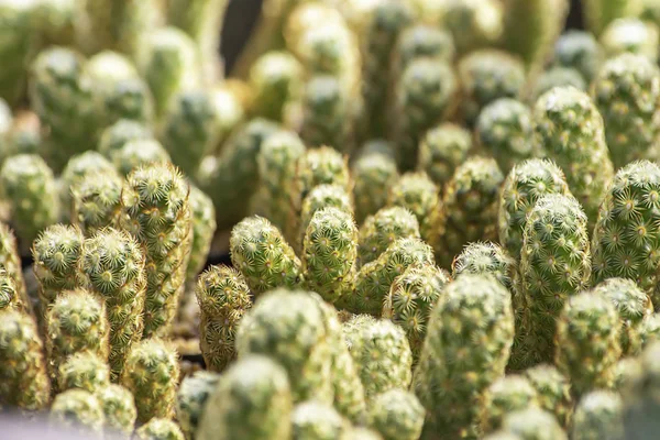 Molti piccoli cactus per pianta decorativa sul tavolo . — Foto Stock