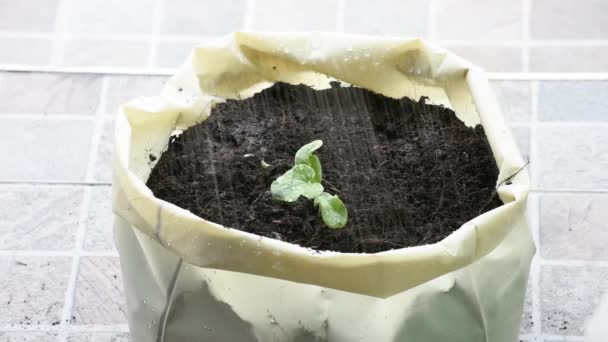 瓜的幼苗 从种子在地上的塑料袋和水从淋浴下降的树生长 — 图库视频影像