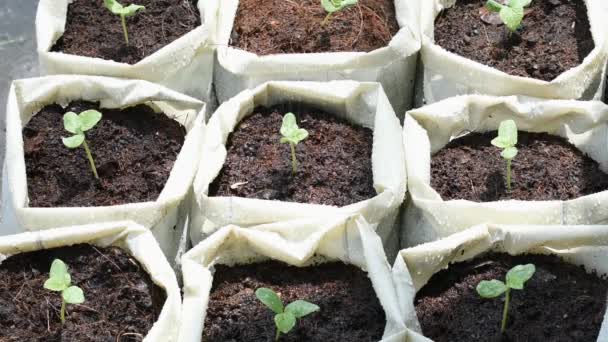 Seedlings Melon Growing Seed Ground Plastic Bag Water Shower Falling — Stockvideo