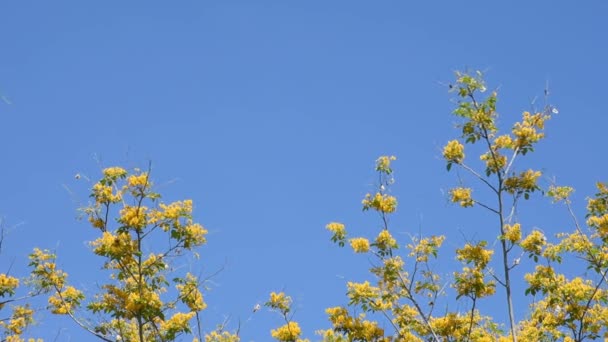 Les Fleurs Jaunes Fleurissent Avec Des Papillons Des Insectes Volant — Video