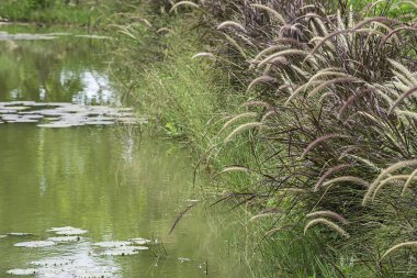 Çiçek beyaz ve kahverengi çim veya Pennisetum pedicellatum Bu gölet boyunca rüzgarda sallanan.
