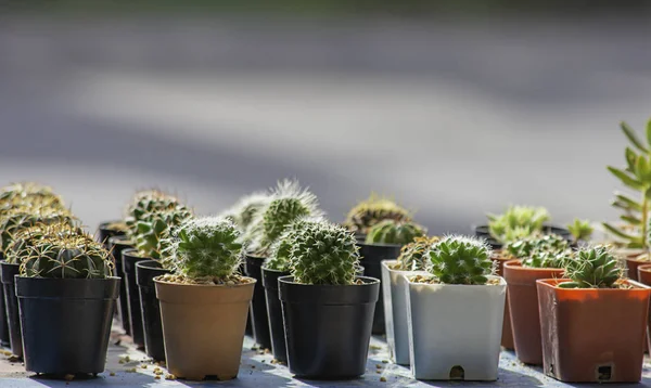 Banyak Kaktus Kecil Untuk tanaman dekoratif di atas meja . — Stok Foto