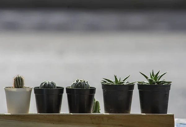 Muchos pequeños cactus Para planta decorativa en la mesa . —  Fotos de Stock