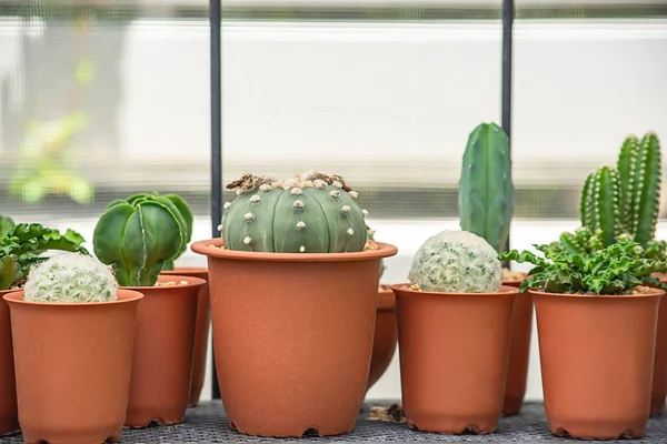 Many Small Cactus For decorative plant on table. — Stock Photo, Image