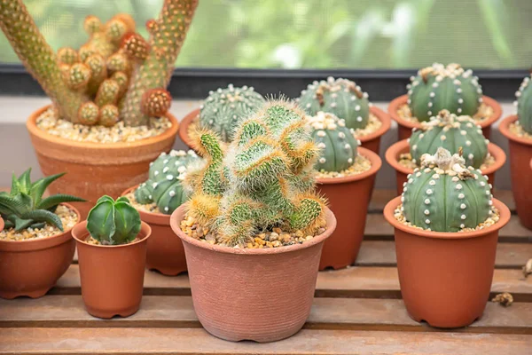 Muchos pequeños cactus Para planta decorativa en la mesa . —  Fotos de Stock