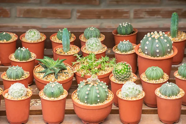 Muchos pequeños cactus Para planta decorativa en la mesa . —  Fotos de Stock