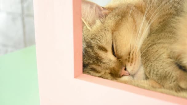 Portrait Brown Cat Sleeping Home Pet — Stock Video