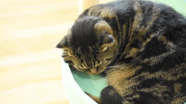 Retrato Gato Preto Com Listras Marrons Está Dormindo Casa Pet — Vídeo de Stock