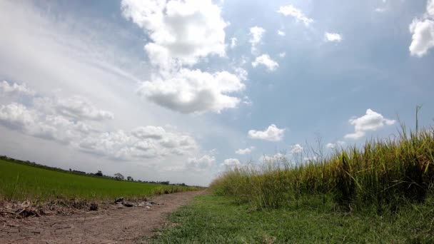 Rice Sway Wind Clouds Moving Fast Sky Paddy Fields — Stock Video