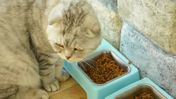 Bruine Katten Eten Verwerkt Voedsel Plastic Trays — Stockvideo