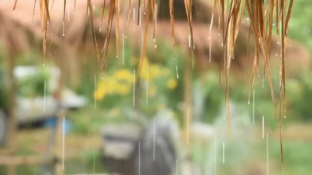 雨の時に乾燥した葉から作られた屋根から流れる水の滴背景ぼやけた木 — ストック動画