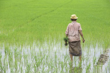 Çiftçi bir kadın Bangyai Park'ta sulak alanlar ile çeltik alanında ekilen pirinç tutan bir şapka takın , Tayland Nonthaburi. Haziran 30, 2019
