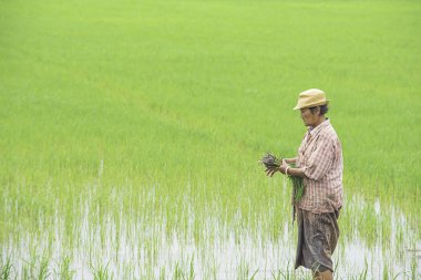 Çiftçi bir kadın Bangyai Park'ta sulak alanlar ile çeltik alanında ekilen pirinç tutan bir şapka takın , Tayland Nonthaburi. Haziran 30, 2019