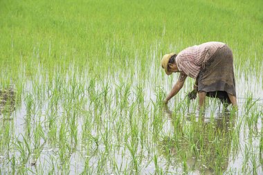 Çiftçi bir kadın Bangyai Park'ta sulak alanlar ile çeltik alanında ekilen pirinç tutan bir şapka takın , Tayland Nonthaburi. Haziran 30, 2019