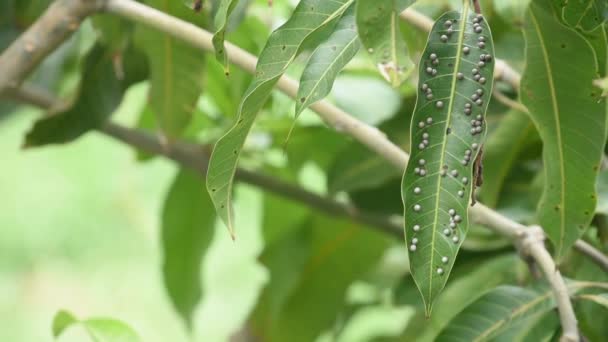 Puntos Negros Las Hojas Mango Causaron Ninguna Enfermedad Enfermedades Las — Vídeo de stock