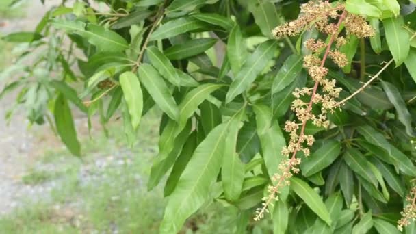 Weiße Blüten Des Mangobaums Oder Der Mangifera Indica Die Sich — Stockvideo