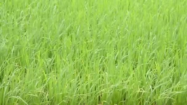 Ομορφιά Του Πράσινου Ρυζιού Που Ταλαντεύεται Στον Άνεμο — Αρχείο Βίντεο