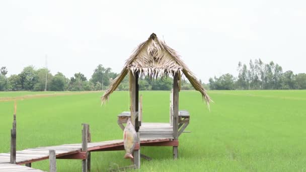 Chaty Postavené Dřeva Suchého Listí Dřevěným Mostem Rýžových Polích Které — Stock video