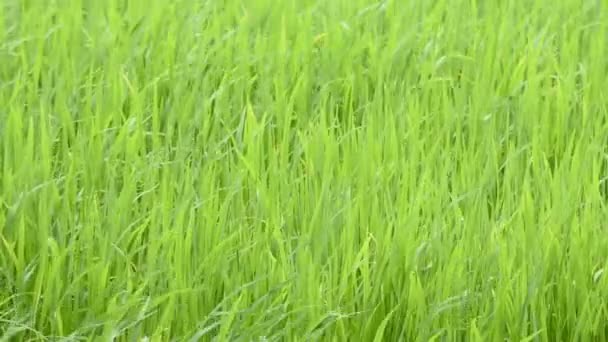 La beauté du riz vert Qui oscille dans le vent . 