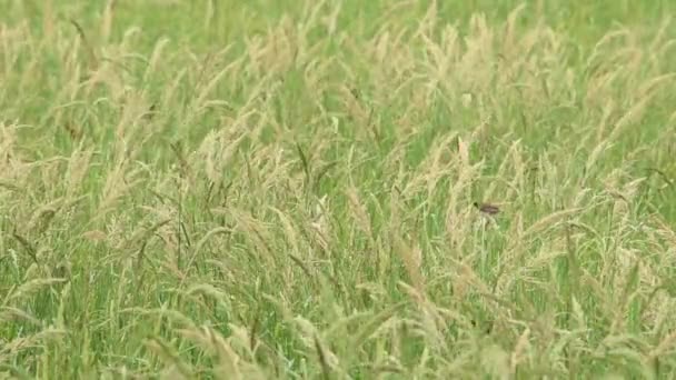 Beauté Des Oiseaux Mangeant Paddy Sur Les Arbres Qui Balancent — Video