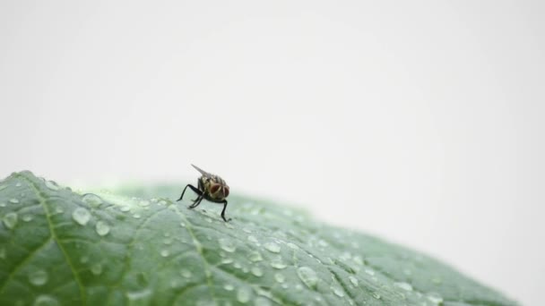 Les mouches nettoient vos jambes et vos ailes sur les feuilles avec des gouttelettes d'eau de pluie .
