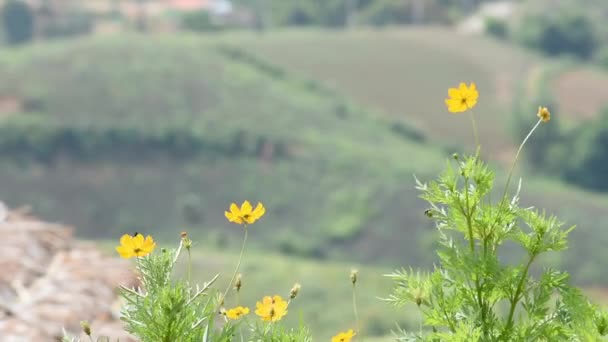 黄色の花やウェデリアトリロバタ ヒッチック庭の背景の山々の風に揺れ — ストック動画