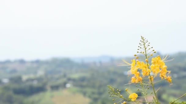 庭の背景山々で風に揺るぐ黄色い花 — ストック動画