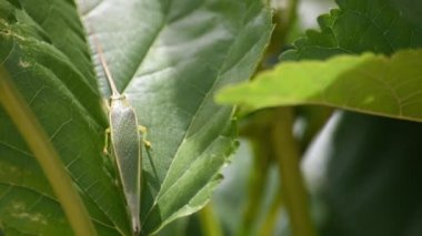 Bahçedeki ağaçlardaki yapraklarda yeşil böcekler.