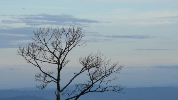 Big Tree Leaves Many Birds Twigs Background Mountains Morning Sky — Stock Video