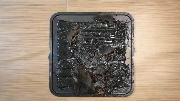 Der Rattenleim Auf Schwarzem Tablett Auf Dem Fußboden — Stockvideo