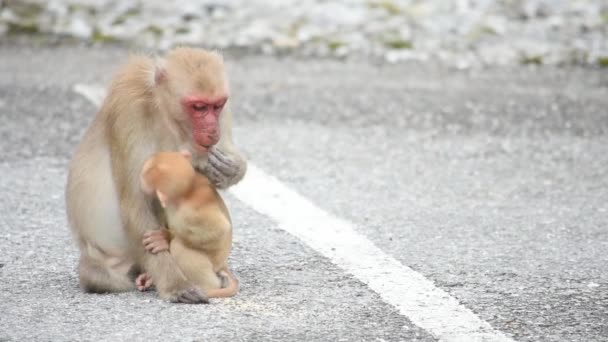 Mère Bébé Macaque Singe Manger Nourriture Qui Tombe Sur Sol — Video
