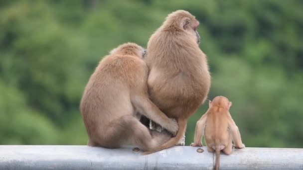 Father Mother Baby Monkey Sitting Fence Blocking Road Background Green — Stock Video