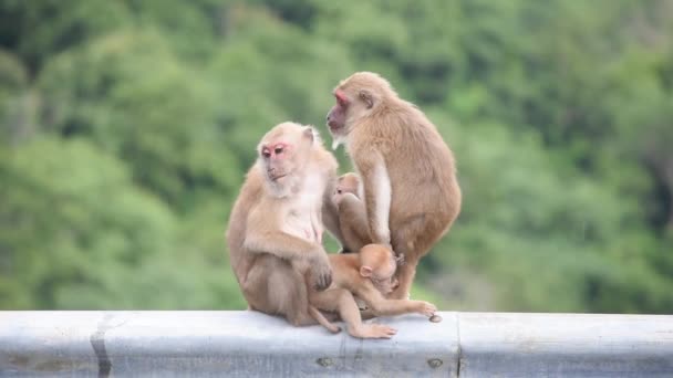 Father Mother Baby Monkey Sitting Fence Blocking Road Background Green — Stock Video