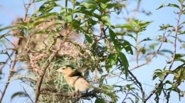 Dallarda kuşlar ve Altın Serçe Bird veya Ploceus hypoxanthus yuva arka plan yeşil yaprakları