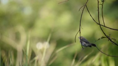 Altın Serçe kuş ya da Ploceus hipoxanthus dalları arka plan yeşil yaprakları