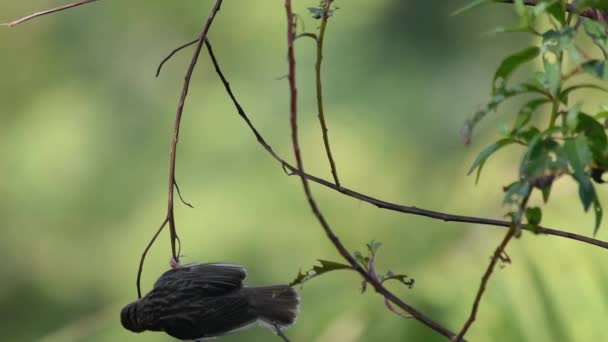 Gouden Mus Vogel Ploceus Hypoxanthus Takken Achtergrond Groene Bladeren — Stockvideo