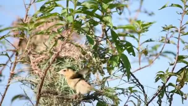 Nest Van Vogels Gouden Mus Vogel Ploceus Hypoxanthus Takken Achtergrond — Stockvideo