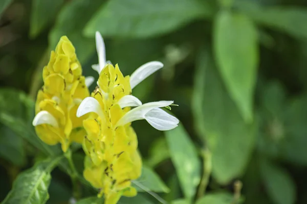 노란색 꽃과 흰색 배경 녹색 잎 — 스톡 사진