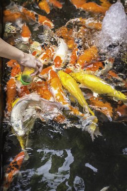 Fantezi sazan şişe de yemek yeme su renkli parlak.