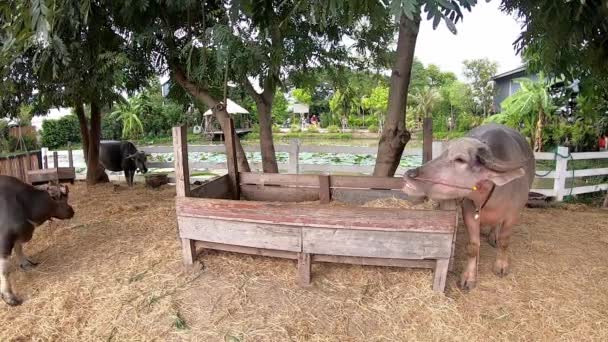 Buffalo Nano Che Mangia Erba Negli Animali Della Fattoria Albero — Video Stock