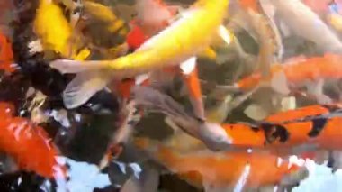 Fantezi sazan su yemek üzerinde renkli parlak.