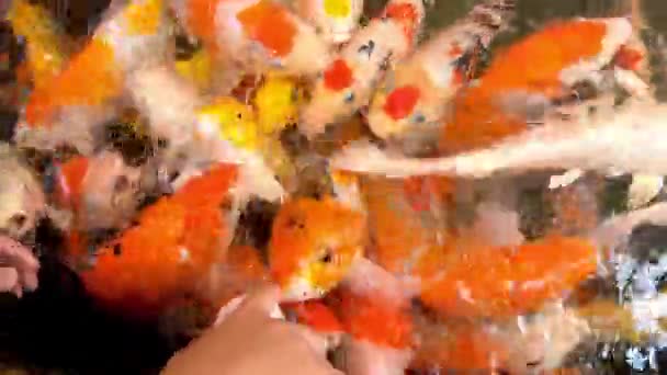 ボトルで食べ物を食べる水にカラフルな鯉カラフル — ストック動画