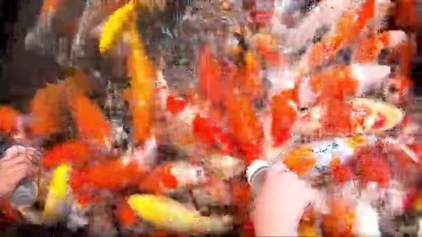 ボトルで食べ物を食べる水にカラフルな鯉カラフル — ストック動画