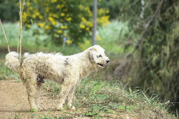 Bílý pes je špinavej a stojí na zemi s trávou rozmazaně stromy. — Stock fotografie