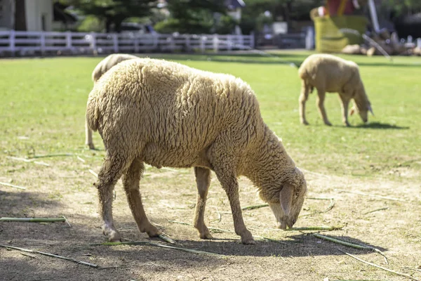 Pecore che mangiano erba sul prato nel recinto . — Foto Stock