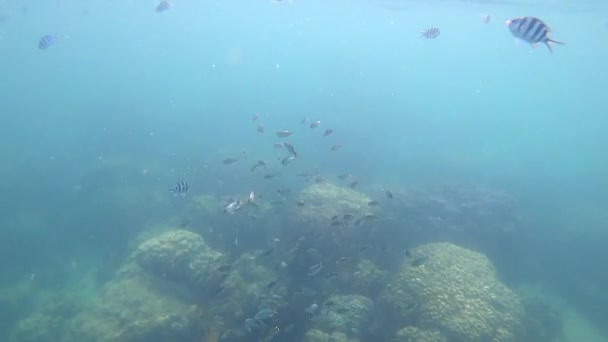Molti piccoli pesci nuotano nel mare limpido con pavimenti sabbiosi e coralli, superfici riflettenti . — Video Stock